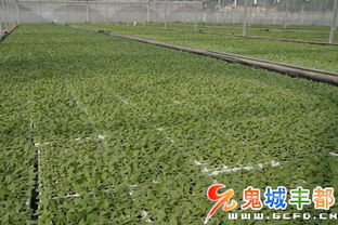 工廠育苗面積突破14000畝 現代農業(yè)技術驅動下的綠色產業(yè)新篇章