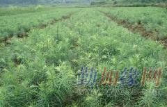 供應實用杉樹種子育苗栽培技術——廣西融水縣苗山林木種子苗木經營部專業(yè)指南