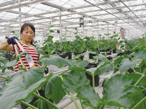 科技興農結碩果 樂都區(qū)蔬菜新品種推廣與林木育苗雙豐收
